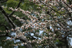 ume